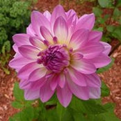 Jean Rogers's photo