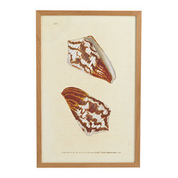 Shell Wall Art - Cone - Artwork