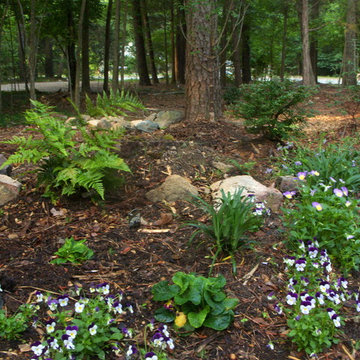 A Carolina Woodland Garden in the Piedmont