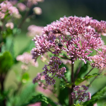 Mid-Century Backyard - Racine