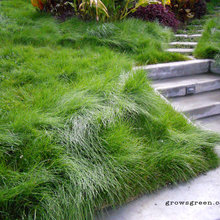 Sausalito Garden and Decks