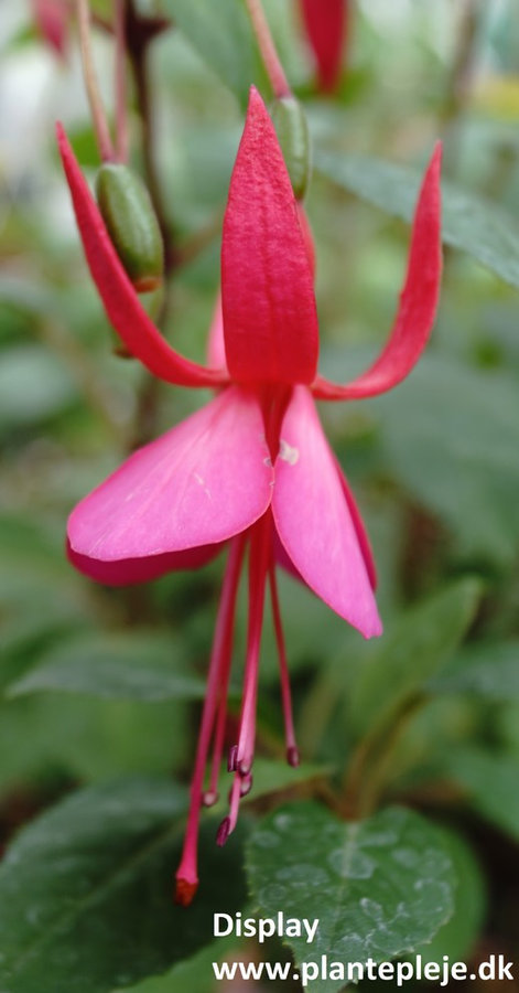 Fuchsia liste 2020 (her ses fotos af en mindre del af de fuchsia vi producere)