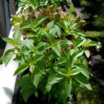Lemon Basil and Lettuces Growing in a Window Box
