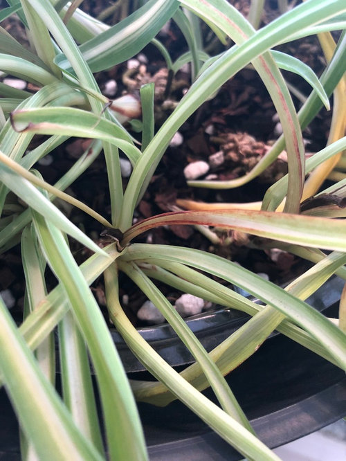 Spider Plant new growth turns black