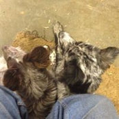 Tracey Kleim's photo