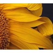 Cindy Hepp's photo