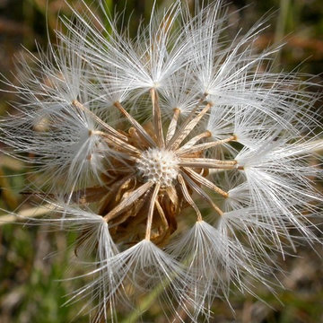 Nothocalais Cuspidata
