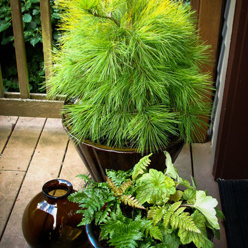 Great Design Plants