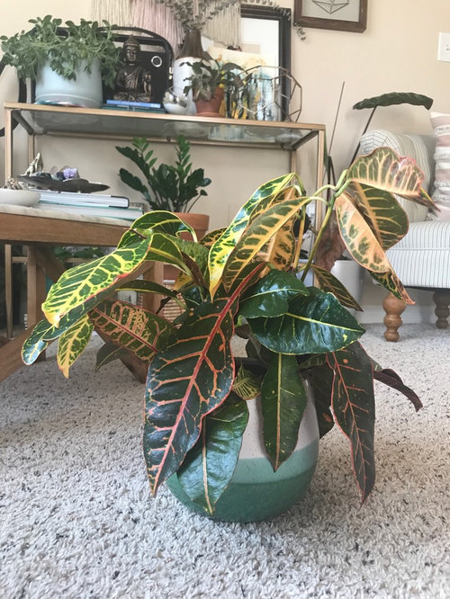 Why Is My Croton Plant Drooping at Stephan Buckley blog