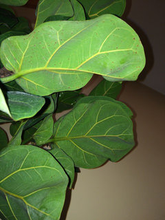 Spider mites on flf? | Houzz Forum