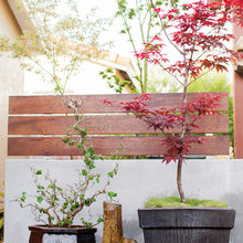 Patio Garden