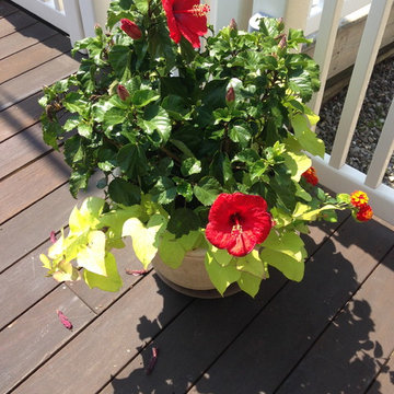 Container Gardens