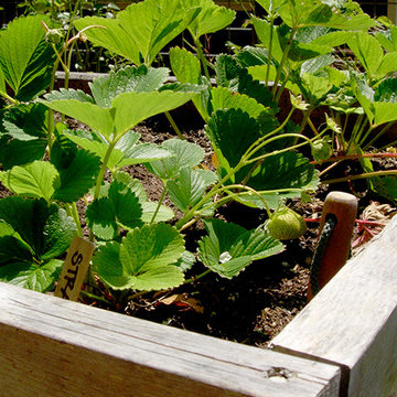 Raised Beds