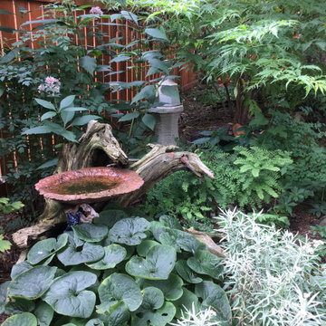 Dry Shade Woodland Solutions (No Hasta!)