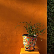 Backyard Landscape