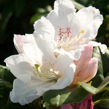 Southgate® Divine™ Rhododendron Rhododendron x 'Lisenne Rockefeller'