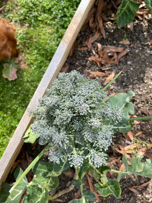 broccoli looks weird