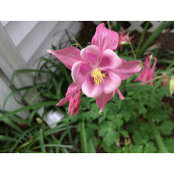 Audrey Pancoe's photo