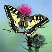 Cristina Gobbo's photo