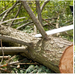 G Rivera's Tree Services