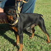 Hunter Kennels's photo
