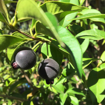 Uncommon Fruits to Grow in Santa Cruz