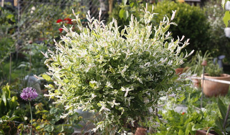 Quel arbuste planter dans un petit jardin ?