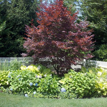 Pool/yard