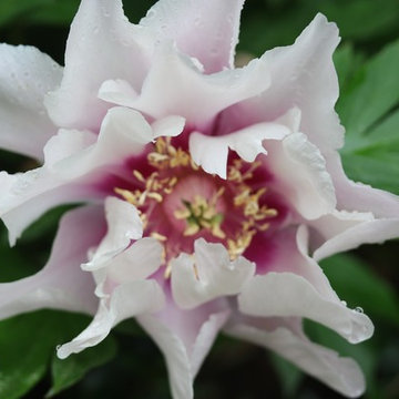 Rosebrook Garden 2017 Garden Tour