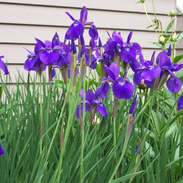 Plants