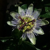 Liberty Wilson's photo