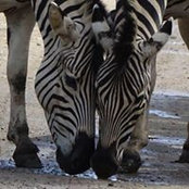 Elizabeth Voges's photo