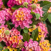 Lantana zone 5b/6a's photo
