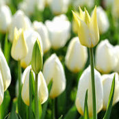 Carole Henehan's photo