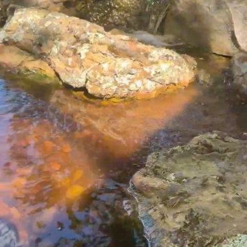 10x10 Duck Pond