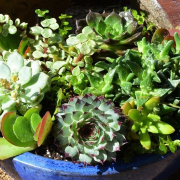 Succulent Planters
