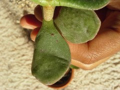 black zz plant price Black Raven Zz  Botanical Dwellings