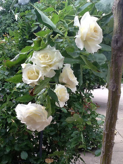 Name the Ten Most Beautiful Roses