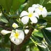Pilar Peraset's photo