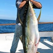 Robert Young's photo