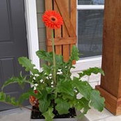 Kathleen Steely's photo