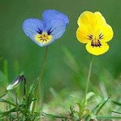 Lavinia Baciu's photo