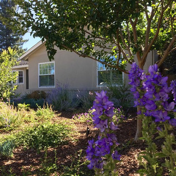 Los Altos No Lawn, Low Water