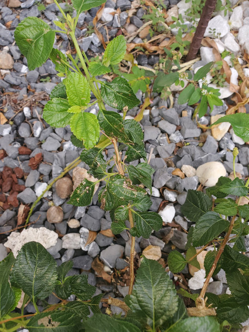Zone 10-Fll-Lantana topiary-can I trim now? Is it diseased?