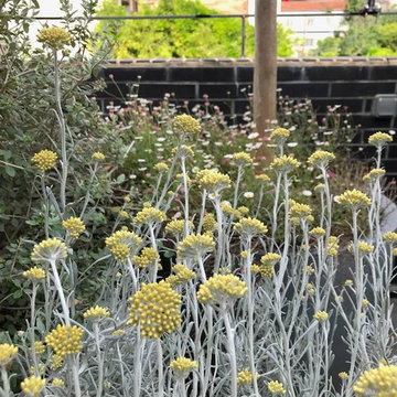 Jardin citadin - Graphisme végétal