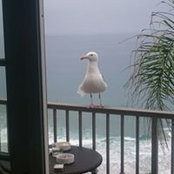 Arthur Karapetian's photo