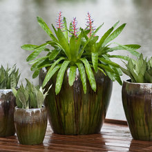 Plantas
