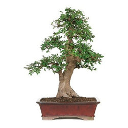 15-year Chinese Elm Outdoor Bonsai Tree - Area Rugs