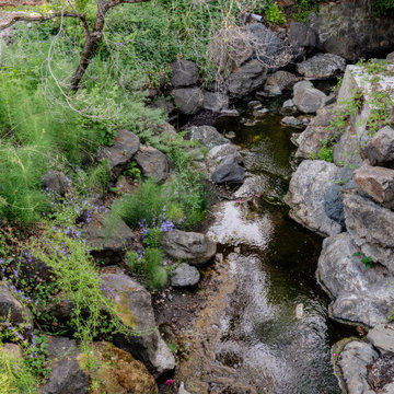Creekside Restoration: Overlooking the Thriving Native Creekside Plantings