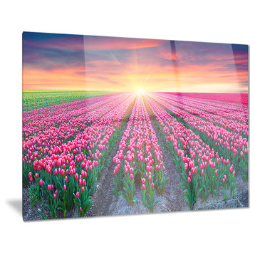 "Blooming Tulips at Sunrise" Photo Glossy Metal Wall Art, 28"x12"